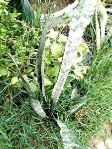 Snake Plant