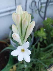 Combo Of 5 Plants @ Low Price