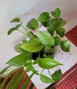Money Plant🌵& Pot