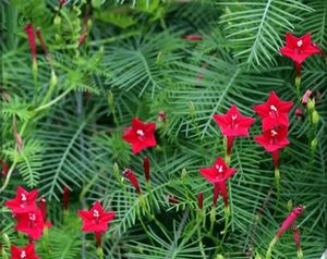 Red &amp; White Cypress Vine
