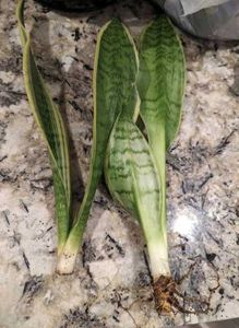 LIVE Snake Plant (Yellow outer edge)