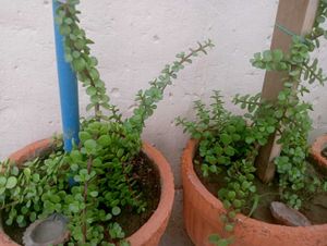 Jade Plant Air Purifier