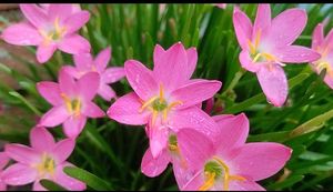 3 combo plant seeds with free delivery