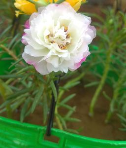 Portulaca  White Colour Combo