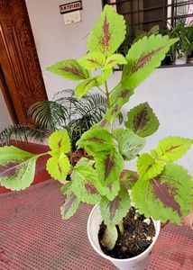 Pack 2 Colues &amp; 🪴Mexican petunia plants &amp; Pot