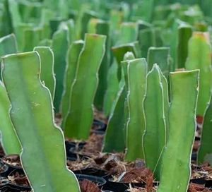 Dragon Fruit Plant Live