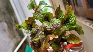 Set 2 Money &amp; Plectranthus Nitidus Plants 🌵
