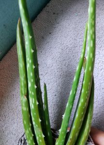 Aloevera Plant