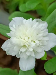 Portulaca , Moss Rose &amp; Cindrella Cuttings