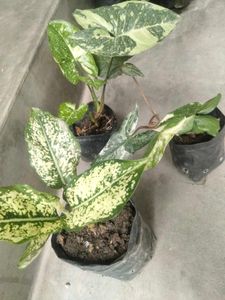 Assorted Variegated Plants