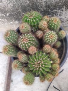 Ball Cactus Healthy Plant