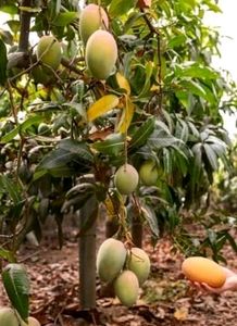 Big 🥭 Mango Plant 🌵
