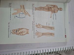 BD Chaurasia's Anatomy Handbook
