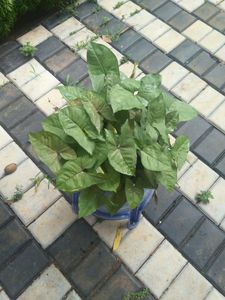 11 Live Root Plants