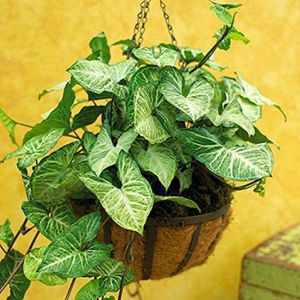 Syngonium plant stalks , Multiple Pcs Available