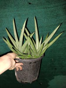 Sanseviera Boncel Plant