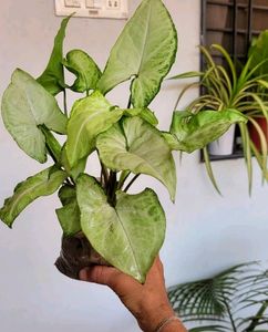 Pack 2 Arrowhead Plants