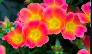 Portulaca grandiflora plant &amp; Pot