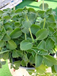 Mexican mint plant