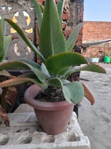Healthy Ajooba plant ( with pot)🌴