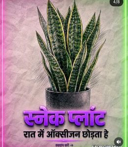 Snake Plant Cuttings - Ready to Grow!