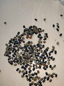 Blue Aprajita Seeds
