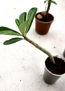 Adenium Plant
