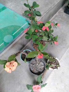 Beautiful Crown of Thorns Plants(4 variety)