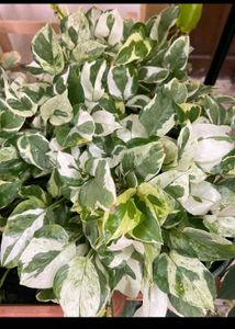 Live Money plant with rooted