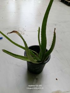 Vibrant Green Plant live
