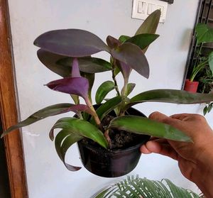 Set 4 Plectranthus Nitidus,Diffenchie,Purple Heart