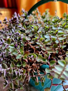 Turtle Vine