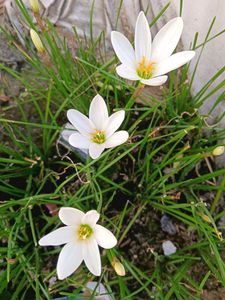 White Rain Lilly Bulb
