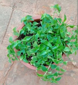 Live Turtle Vine Twigs (8-10)