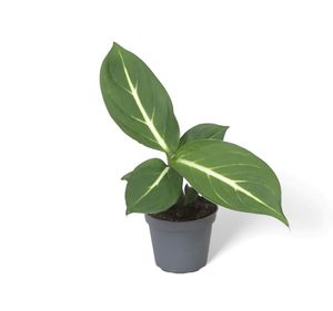 combo of alocasia &amp;Aglaonema Plant&amp;dumb cane ( def