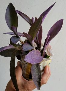 Purple Heart Plant