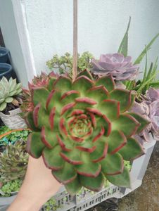 Succulent Echeveria Agavoides Lipstick