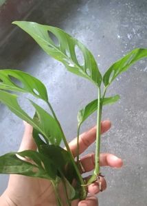 Monstera Adansonii , Black &amp; green zz cutting