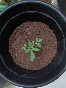 Tomato Plants 10