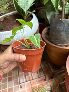 Healthy Syngonium Plant
