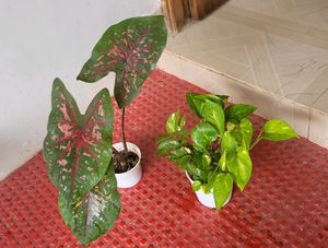 Pack 2 Money &amp; UJJAISEEDS rare polka Plants &amp; pots