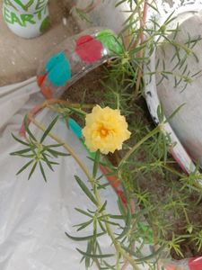Vibrant Yellow Purslane Flowers