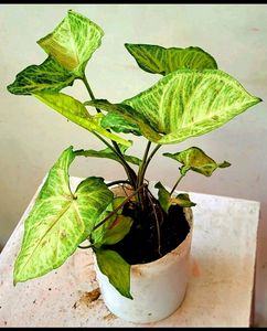 arrowhead plant 🌱&amp; pot