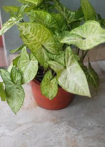 Syngonium  ArrowheadLime Allusion Live