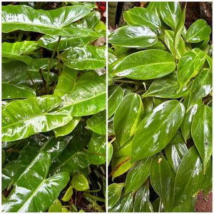 20 Live Root Plants