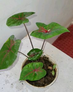 Caladium Biclor Plant🌵&amp; Pot