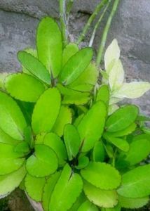 Pattarchatta plant