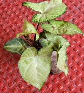 2 Pack Arrowhead Plants 🌱