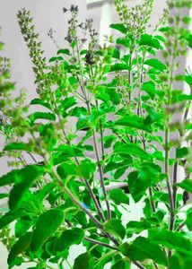 3 Plants Seeds