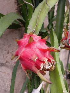 RED Dragon Fruit Plant 🌵🌵
